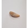Trout Delirium Buffalo 4cm 3,85g 5ks TnB