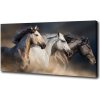 Foto obraz na plátne Kone v cvale 100x50 cm
