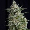 Pyramid Seeds Anesthesia semena neobsahuji THC 50 ks