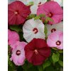 Hibiscus moscheutos Luna Series F1 Mixture 1000 semien