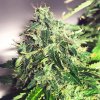 Ministry Of Cannabis Cannabis Light AUTO CBD semena neobsahují THC 5 ks