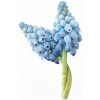 Modrica Valerie Finish - Muscari armeniacum - cibuľoviny - 5 ks