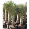 Yucca decipiens mladý semenáčik