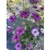 ReinSaat Čierna rasca (Nigella) - Mulberry Rose - 1 bal.