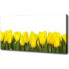 Foto obraz na plátne Žlté tulipány 100x50 cm
