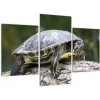 Obraz suchozemské korytnačky (Obraz 90x60cm)