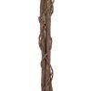 Fikus-Benjamin Multi-kmen, 180 cm