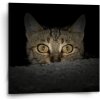Sablio Obraz Mačka - 50x50 cm