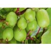 Mini kiwi Issai samoopelivé, výška 30-40 cm, kvetináč 17 cm