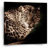 Sablio Obraz Leopard - 50x50 cm