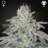 Green House Seed - Francos Lemon Cheese 10 ks - Semená neobsahujú THC