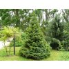 Smrek balkánsky Omorika 40-70cm - Picea omorika kont. 3 l