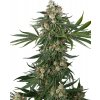 Sensi Seeds Cannabis Seeds Fallout OG Feminized 10+4 ks