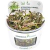 Mokranka kopijovitá červená – Hygrophila lancea