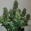 Monkey Genetics - Sherbet Auto Blast 5 ks - Semená neobsahujú THC