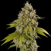 Spliff Seeds - Gelato Auto 5 ks - Semená neobsahujú THC