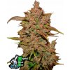 Fast Buds Cannabis Seeds Crystal Meth Auto 3 ks