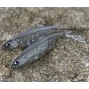 TOMY'S BAIT Bleak Silver Glit FT 5,5