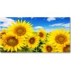 Foto obraz sklo tvrzené slnečníky 100x50 cm