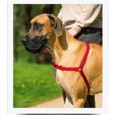 PetSafe Postroj proti ťahaniu EasyWalk Harness L