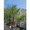 Trachycarpus fortunei dvojkmeň s výškou kmeňa 60-80 cm
