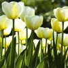 Dimex fototapeta Biele tulipány L-467 | 220 x 220 cm (Vliesová fototapeta | lepidlo zdarma)