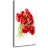 Vertikálny foto obraz na plátne Červené tulipány 50x100 cm
