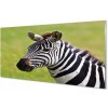 Nástenný panel zebra 100x50 cm