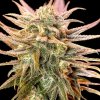 Spliff Seeds - Gold Bar Kush 5 ks - Semená neobsahujú THC