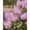 Agarden Orgován karpatský 'Syringa Josikaea' Velikost kontejneru: 4l