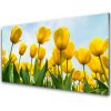 Skleneny obraz Tulipány kvety rastlina 100x50 cm