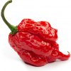 Chilli 7 Pot Primo - Capsicum chinense - semená – 6 ks