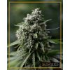 Silent Seeds Critical + 2.0 neobsahuje THC 10 semen