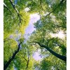 Vliesové fototapety, rozmer 225 cm x 250 cm, stromy, DIMEX MS-3-0104