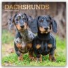 Dachshunds Dackel 16-Monats 2026