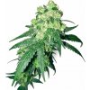 White Label Rhino regular semena neobsahují THC 10 ks