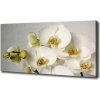 Foto obraz na plátne Biela orchidea 100x50 cm