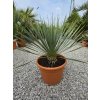 Yucca rostrata v celkovej výške 60 cm, s výškou kmeňa 7 cm