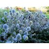 MIKULÁŠ PLOCHÝ ERYNGIUM PLANM L 50 SEMIEN