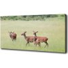 Foto obraz na plátne Srna s mladými 100x50 cm