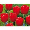 Tulipán Triumph Red 15 ks v balení