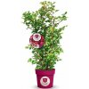 Malina - Malinový medveď (Rubus idaeus x 'Hararasp') ´RASPBEARY´® - výška 20-40 cm, kont. C2L (-24°C) - KRÍKOVÁ
