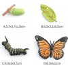 Figúrka Motýľ v 4 vývojových fázach