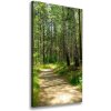 Vertikálny foto obraz canvas Brezový les 50x100 cm