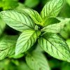 Herbarium Projekt Organická Mätová voda (hydrolát) VONIAVA - 1000ml