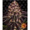 Barney's Farm Biscotti Mintz neobsahuje THC 3 ks