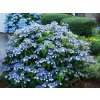 Hortenzia pílovitá Blue Bird, výška 20-30 cm, kvetináč 2 l