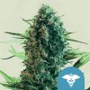 Royal Queen Seeds Semená Konope Royal Medic Feminizované (High CBD) 3 ks