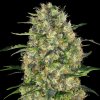 Sensi Seeds Black Domina regular semena neobsahují THC 10 ks