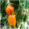 Paprika Kubista roční F1 - Capsicum annuum - semená papriky - 10 ks